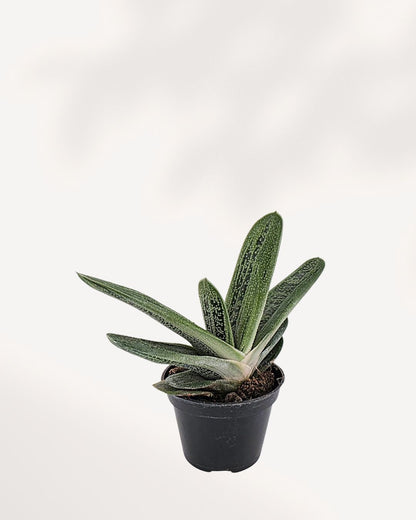 Top side angle of Gasteria 'Little Warty' succulent, emphasizing its compact shape and unique patterned foliage, a perfect indoor plant for beginners and collectors.