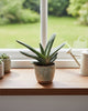 Gasteria 'Little Warty' succulent displayed on a bright kitchen window sill, stylish air-purifying plant that adds charm and freshness to any modern home space.
