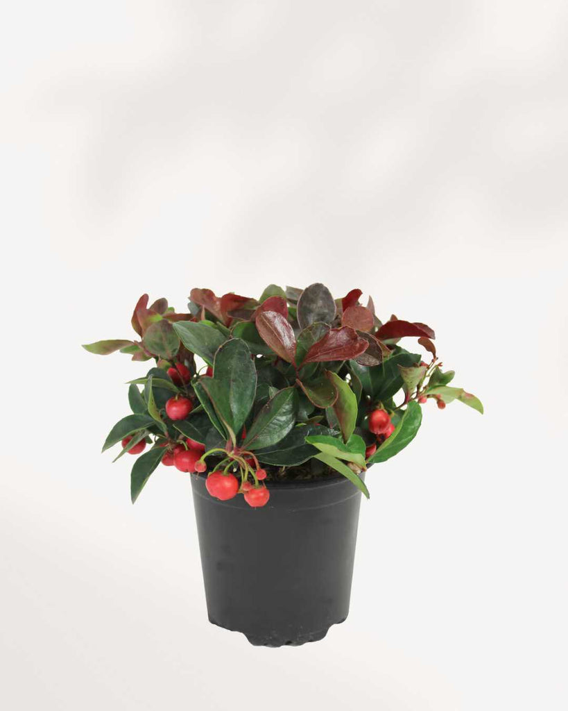 Winter Berry' Gaultheria Procumbens 4" Pot - Small