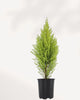 Goldcrest Lemon Cypress | Buy Online