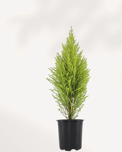 Goldcrest Lemon Cypress | Buy Online