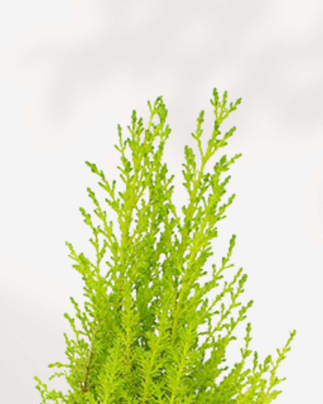 Goldcrest Lemon Cypress | Buy Online