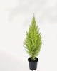 Goldcrest Lemon Cypress | Buy Online