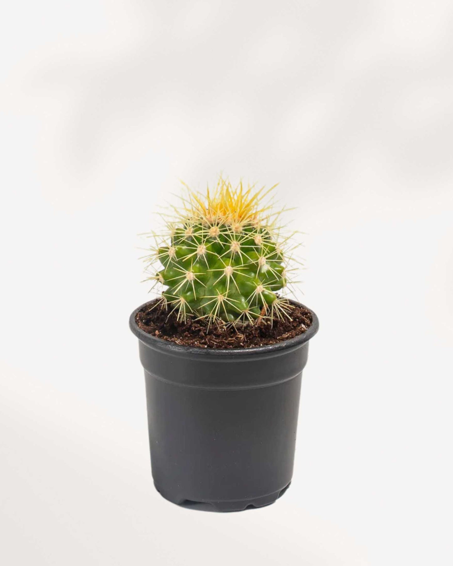 Golden Barrel Cactus | Buy Online