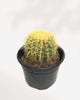 Golden Barrel Cactus