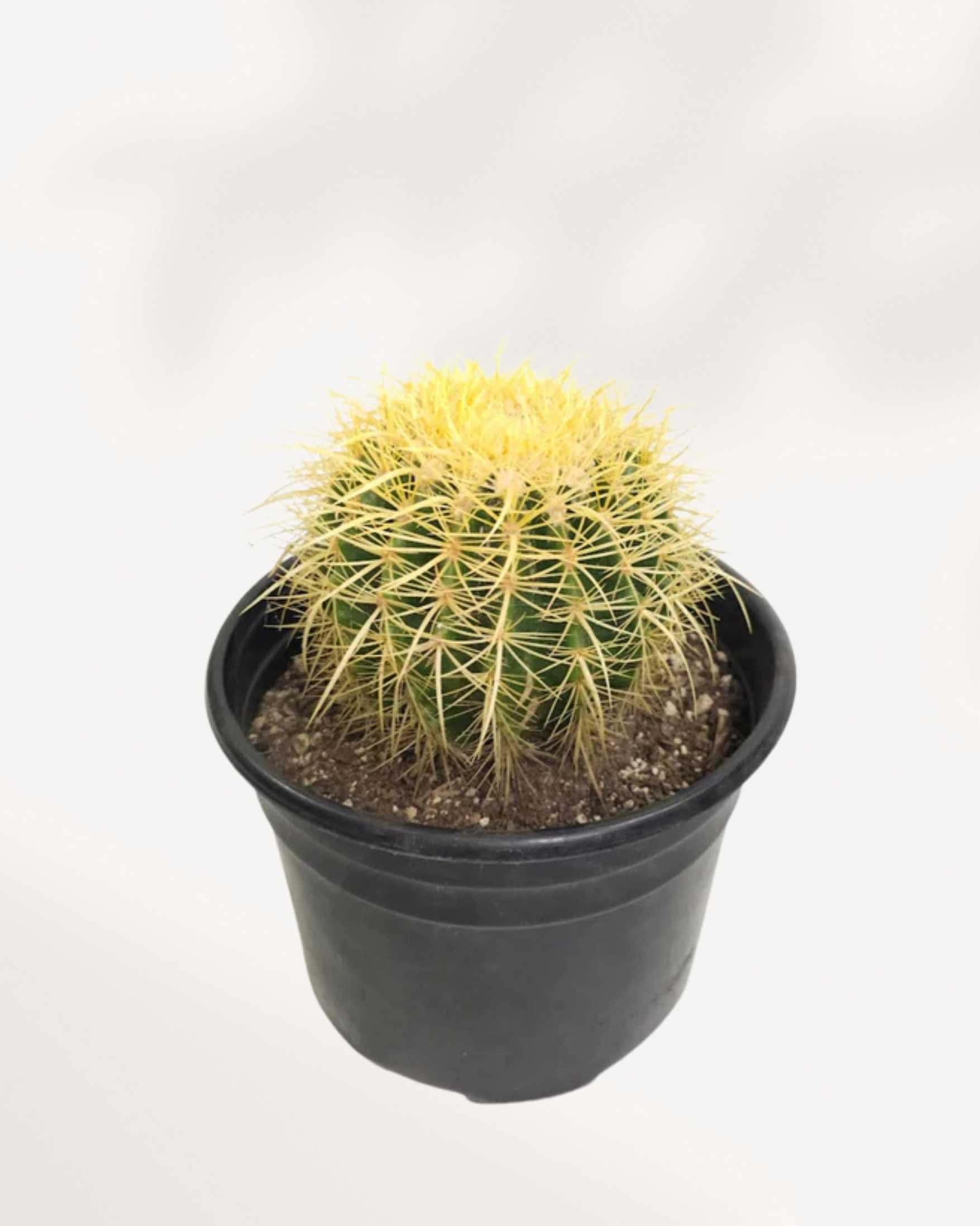 Golden Barrel Cactus | Buy Online