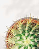 Golden Barrel Cactus