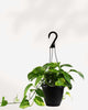 Pothos Golden - Epipremnum Aureum Golden 6" - Hanging Basket