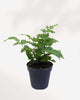 Golden Zebra Bamboo Fern 4" Pot - Small