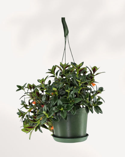 View of a vibrant Goldfish Plant (Columnea Hirta) in a 3.5 to 4-inch terracotta pot, showcasing its lush green foliage and small orange, fish-shaped blooms.