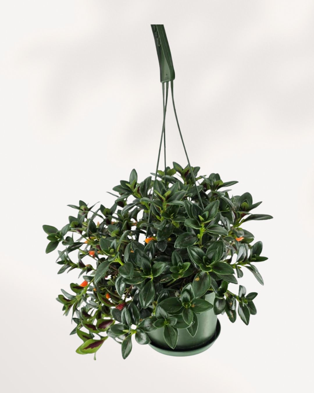 View of a vibrant Goldfish Plant (Columnea Hirta) in a 3.5 to 4-inch terracotta pot, showcasing its lush green foliage and small orange, fish-shaped blooms.