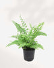 Green Fantasy Fern 3.5" Pot - Small