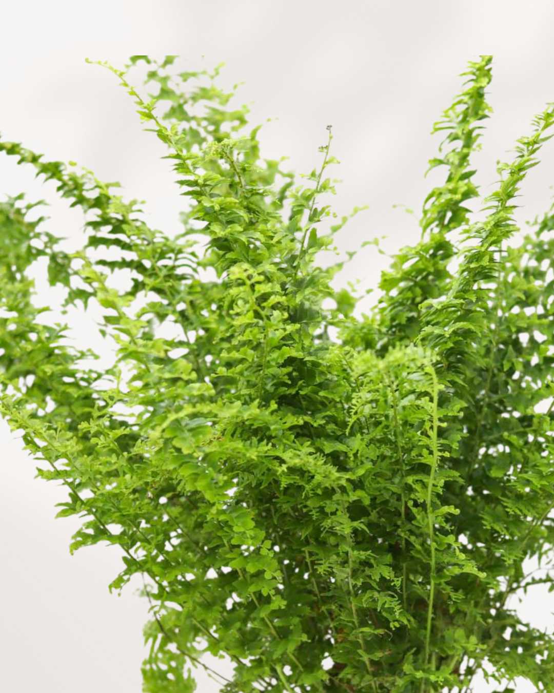 Green Fantasy Fern