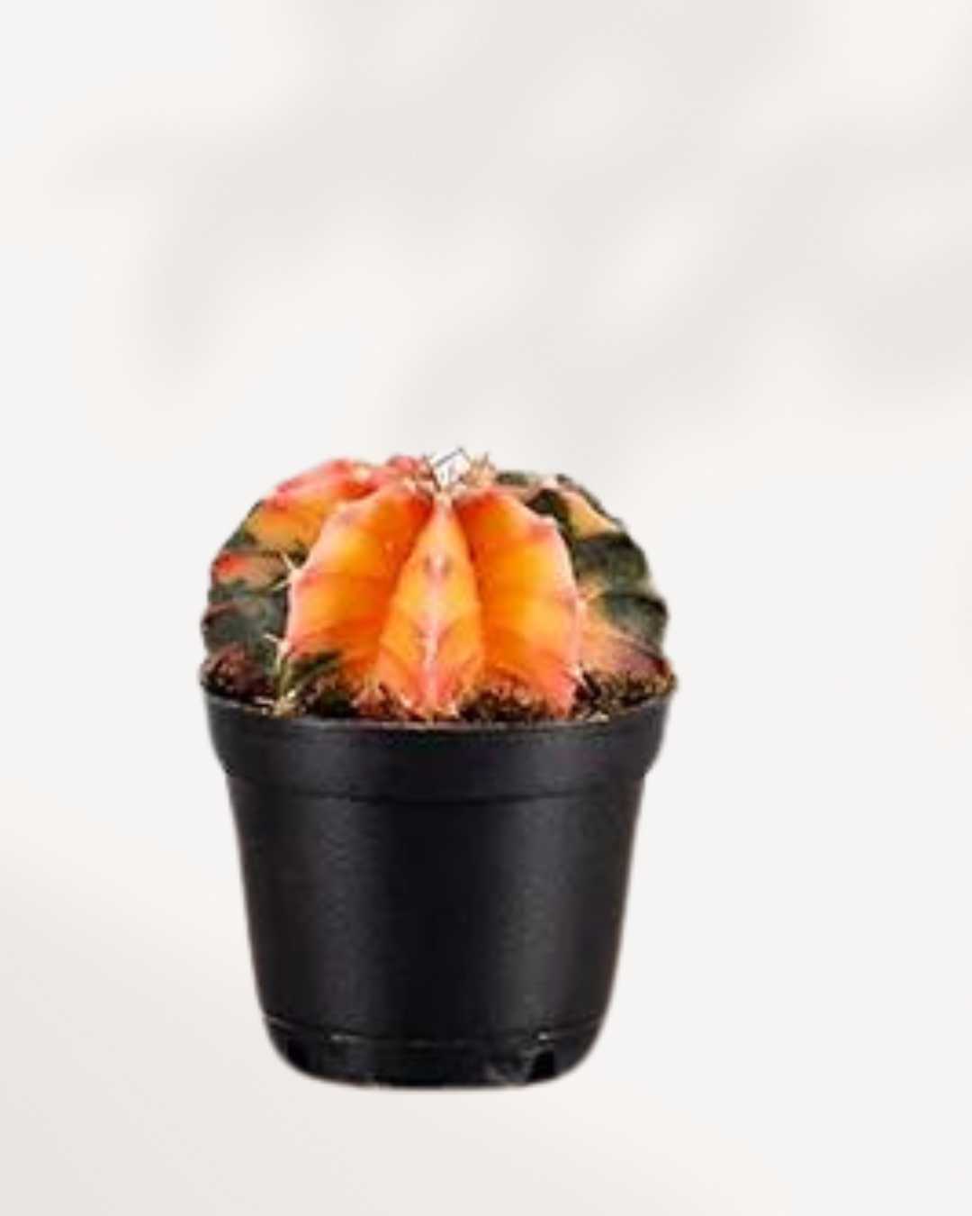 Gymnocalycium Mihanovichii Variegata | Buy Online