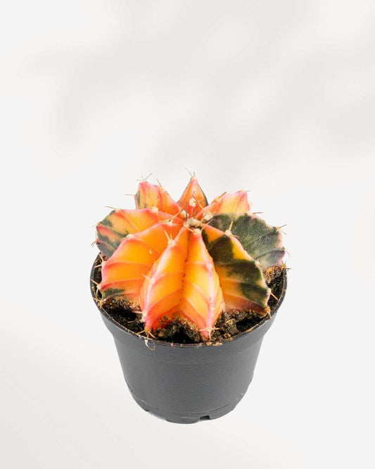 Gymnocalycium Mihanovichii Variegata | Buy Online