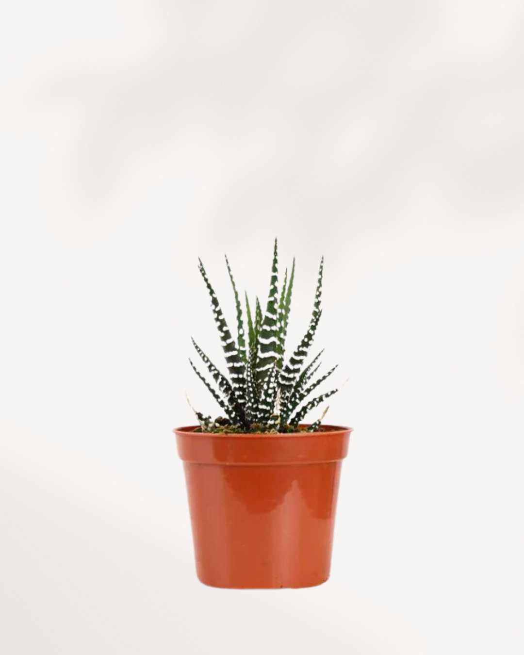 Haworthia Succulent | Buy Online