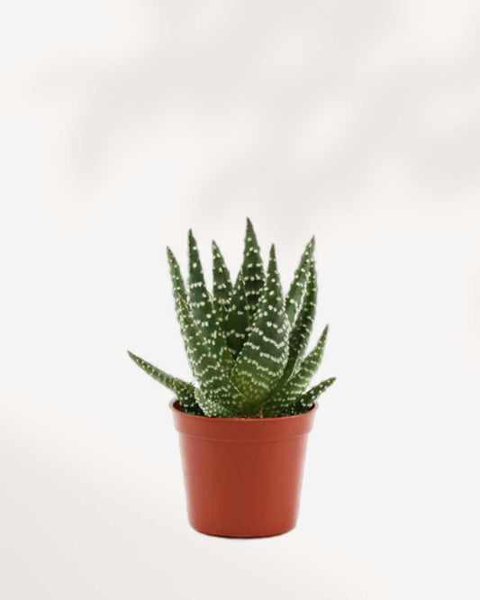 Haworthia Succulent Mystery Box | Buy Online