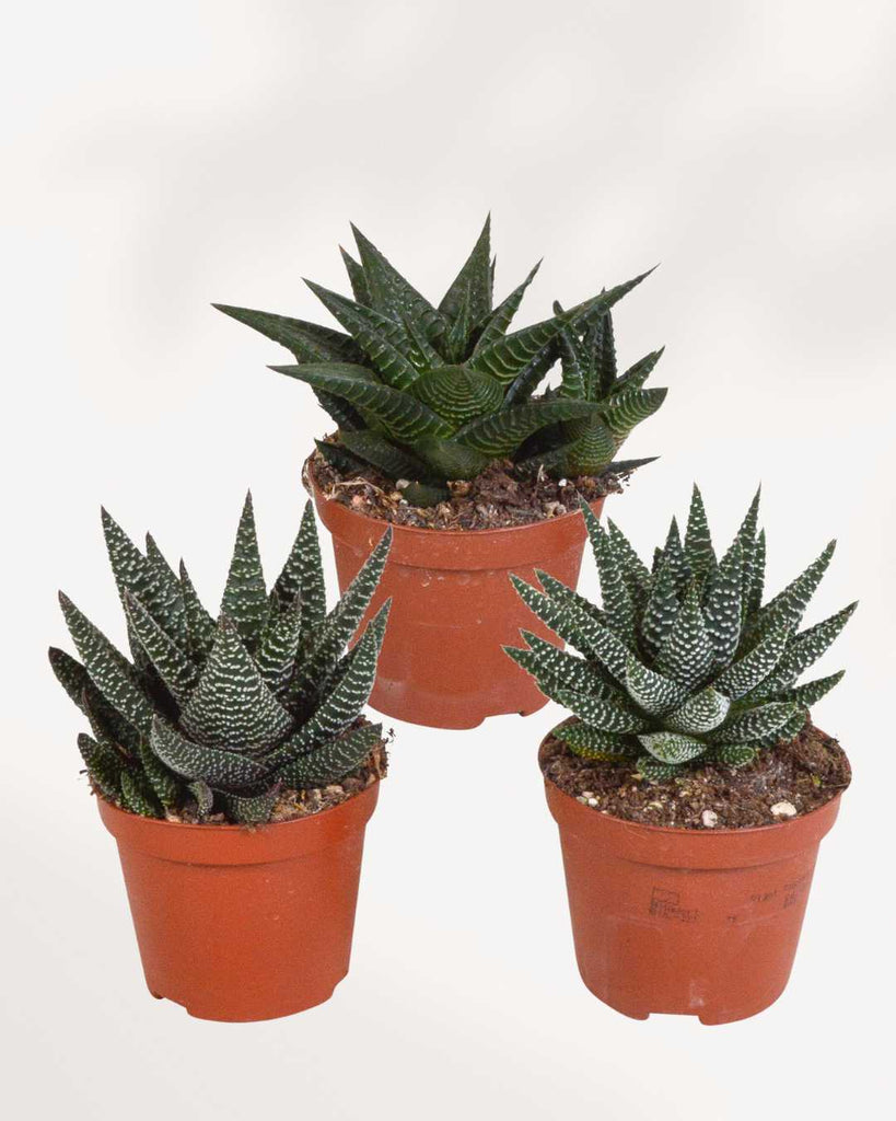 Haworthia Succulent Mystery Box Triple Pack