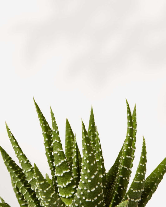 Haworthia Succulent | Buy Online