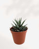 Haworthia Succulent