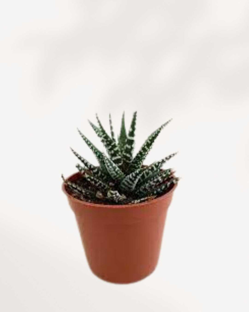 Haworthia Succulent