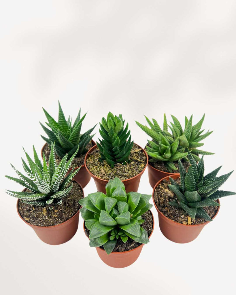 Haworthia Succulent Mystery Box Five Pack