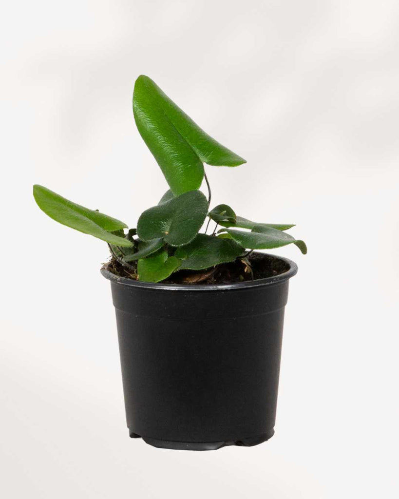 Hemionitis Arifolia | Heart Fern 3.5" Pot - Small