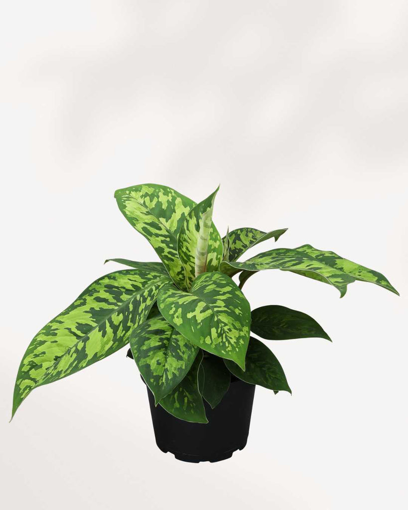 homalomena camouflage vs aglaonema Homalomena Camouflage | Buy Online - Unique Indoor Foliage Plant | Mygreenscape