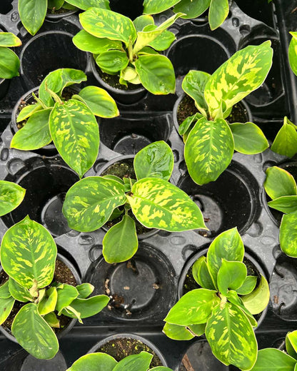 camo pothos Homalomena Camouflage | Buy Online - Unique Indoor Foliage Plant | Mygreenscape