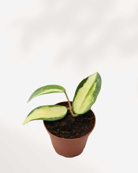 Hoya Acuta Varigated | Buy Online Plant Care