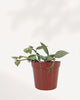 Hoya Arctic trailing houseplant with thick waxy leaves and silvery frost tones, healthy rooted plant available across Canada and Richmond Hill GTA