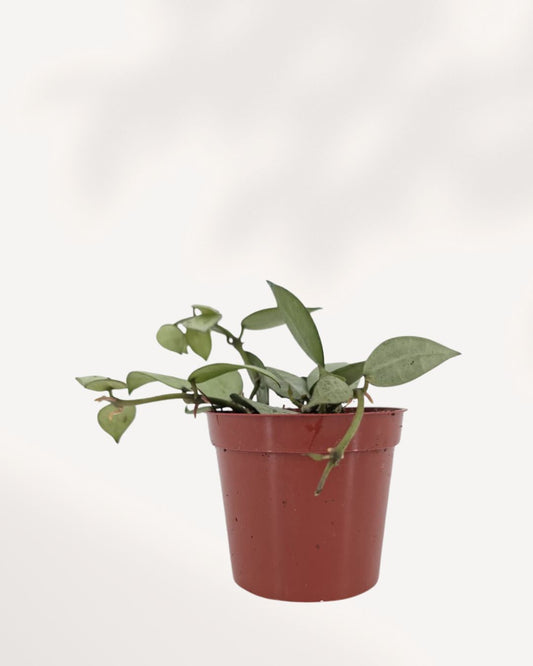 Hoya Arctic trailing houseplant with thick waxy leaves and silvery frost tones, healthy rooted plant available across Canada and Richmond Hill GTA