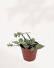 Hoya Arctic potted display showing cascading vines on shelf, premium easy care houseplant available online and in store Richmond Hill GTA