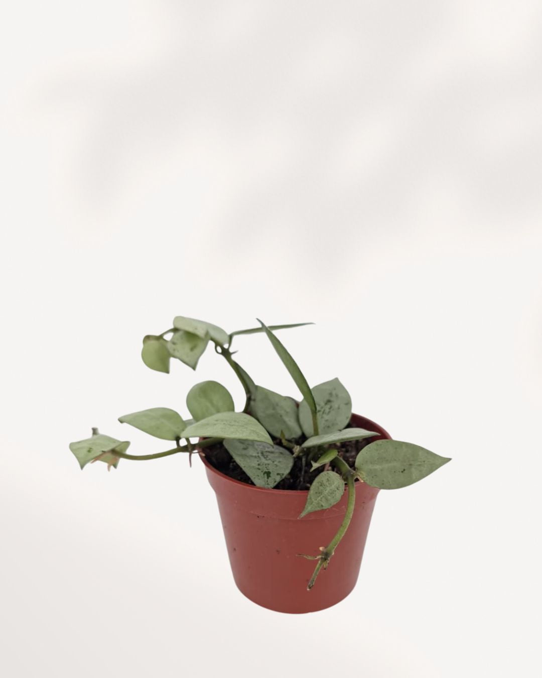 Hoya Arctic potted display showing cascading vines on shelf, premium easy care houseplant available online and in store Richmond Hill GTA