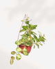 Hoya Australis Lisa 5" - Hanging Basket
