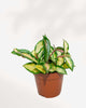 Hoya Australis Lisa 5" Pot - Medium