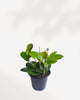 Hoya Australis 2.5” Pot - Small