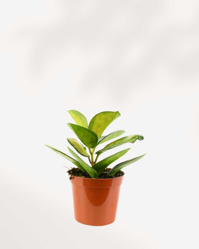 Hoya Australis Lisa 2.5" Pot - XSmall