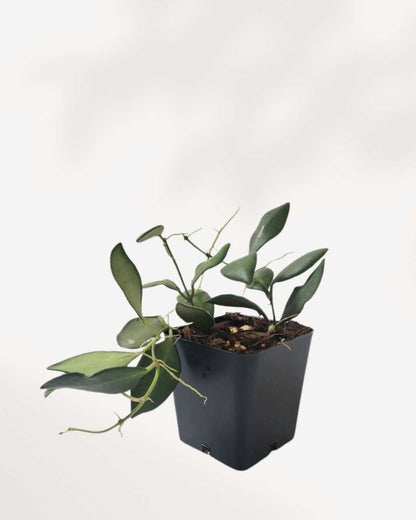 Hoya Bilobata | Buy Online 