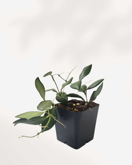 Hoya Bilobata | Buy Online - Plant Care