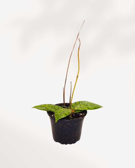 Hoya Callistophylla | Buy Online