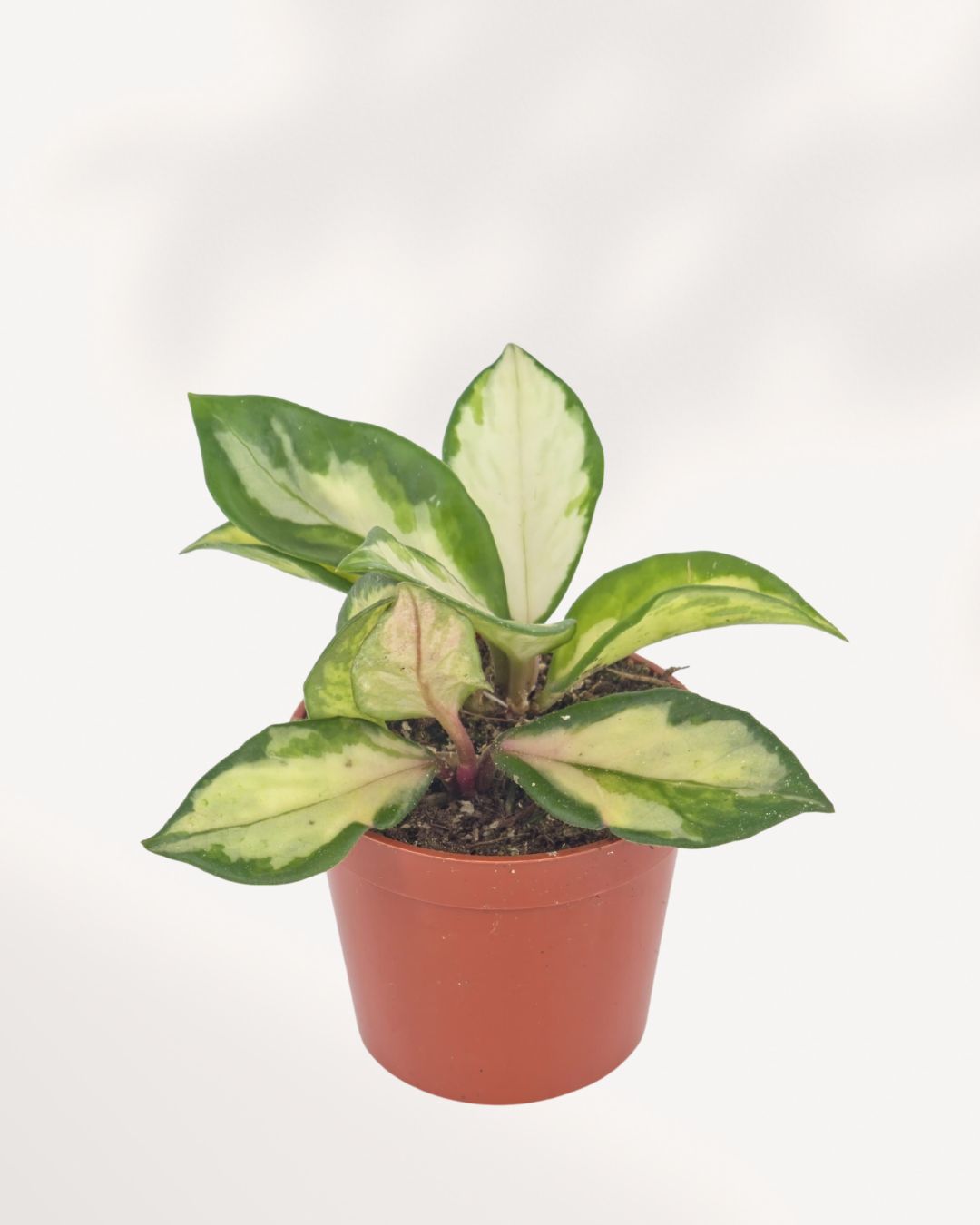 Hoya Carnosa Tricolor indoor plant with vibrant pink, cream, and green variegated leaves, healthy trailing growth, available online in Richmond Hill with delivery across GTA Toronto and Canada.