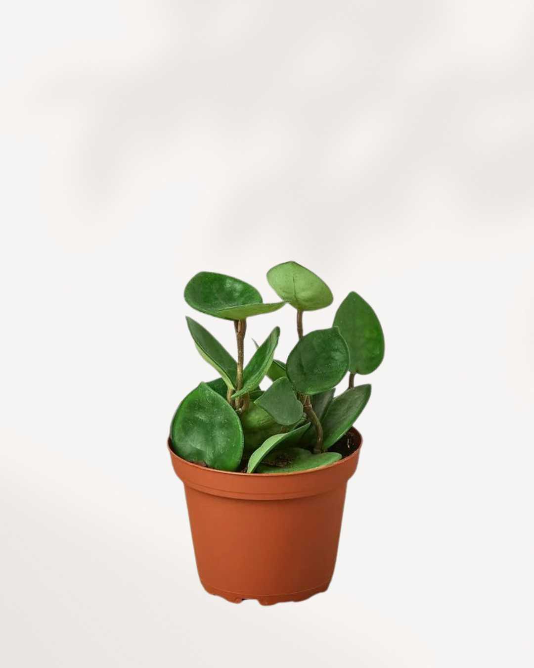 Hoya Chelsea (Carnosa) | Buy Online - Care