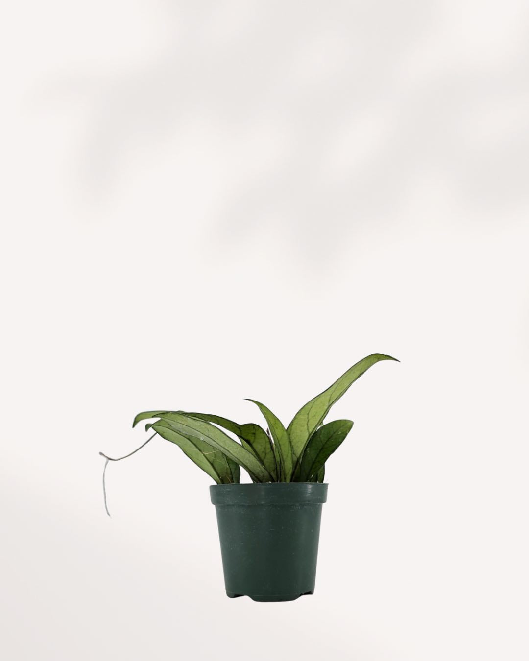 Hoya Crassipetiolata | Buy Online