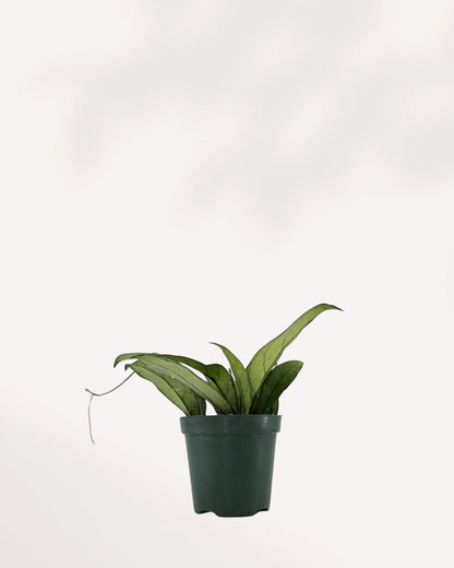 Hoya Crassipetiolata | Buy Online