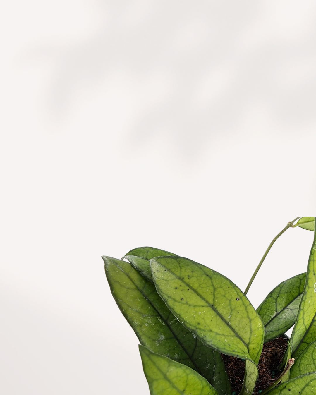 Hoya Crassipetiolata | Buy Online