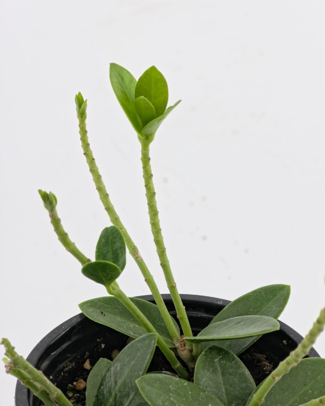 Close-up of Hoya Cumingiana foliage
