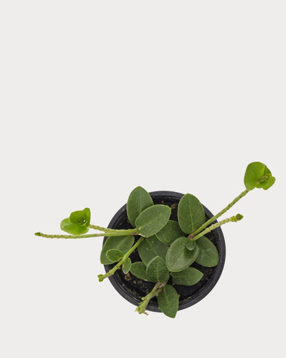Hoya Cumingiana plant viewed from above