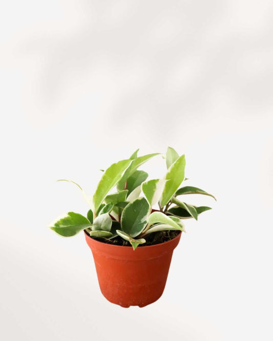 Hoya Exotica | Buy Online - Plant Care