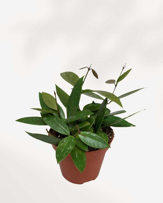 Hoya Gracilis Memoria | Plant Care